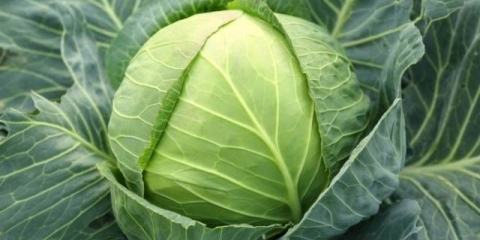 Kako brzo kiseliti kupus bez sirćeta